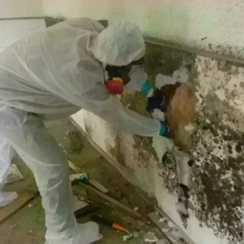 Mold Remediation and Removal in Loa, UT